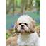 Shih Tzu  Is This The Right Dog Breed For Me / PetsPyjamas