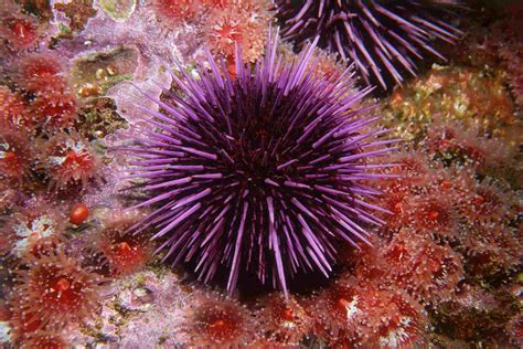 Reef Tank Janitors Part 2 Shrimps True Crabs And Sea Urchins