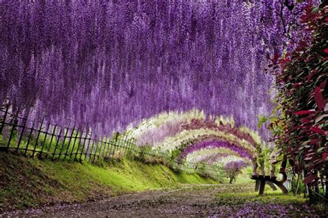 The Wisteria Flower Tunnel At Kawachi Fuji Garden Twistedsifter