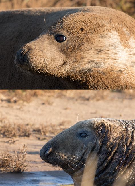 Seal feat santana — you are seal feat mylene farmer — les mots (best of 2011). Grey seal