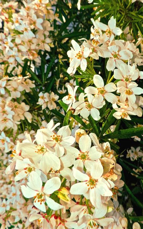 Maybe you would like to learn more about one of these? Mexican orange - planting, pruning, and care for this ...