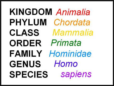 Image Result For Human Taxonomy Sciencemedicine Pinterest Medicine
