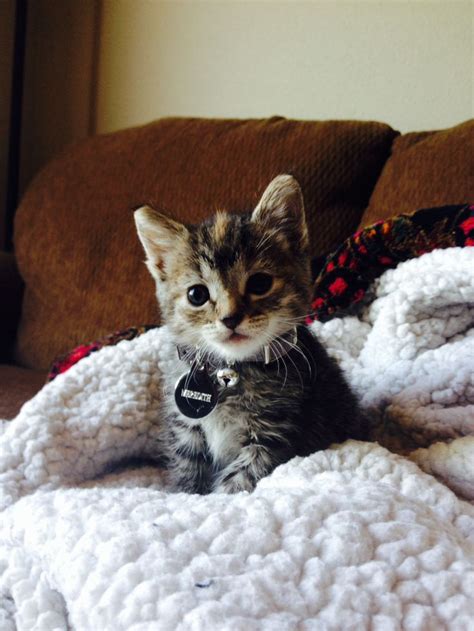 Meredith :) our new love. Kitten. Grey tabby / calico. | Tabby, Kitten