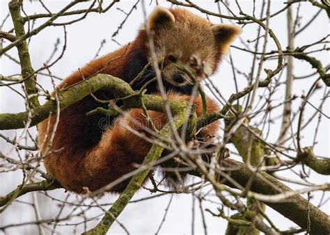 Red Panda Balanced Up In The Branches Of A High Tree Stock Photo