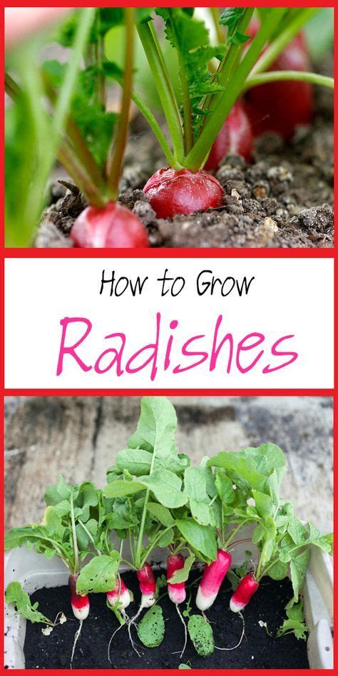 In this growing guide we will go over the start to finish of growingradishes. How to Grow Radishes | Planting radishes, Growing ...