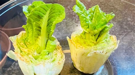 How To Regrow Romaine Lettuce From Its Basecorerootstock English