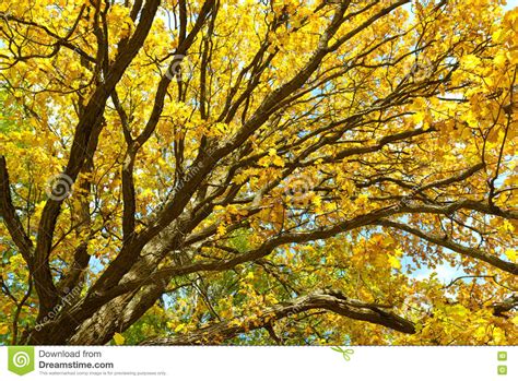 Oak Tree With Bright Yellow Leaves Golden Autumn Autumn Tree