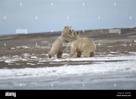 Fighting Polar Bears On Beach Stock Photo Alamy