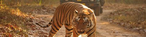 Pench National Park Travel Guide Lines Pench Travel Guide Lines
