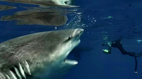 new smyrna beach shark attacks 2021 785566 why are there so many shark attacks in new smyrna beach
