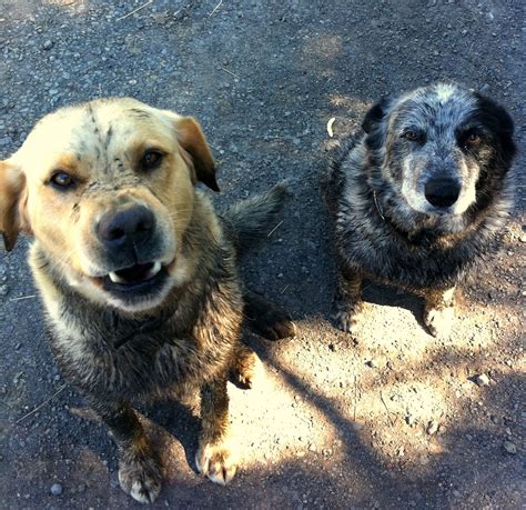 Blue Skies: Dirty Dogs!