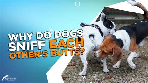 Why Do Dogs Smell Each Others Butts Top Dog Tips