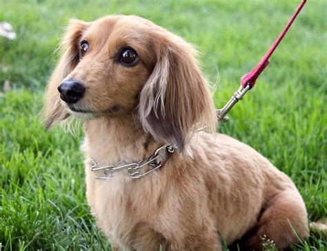The pointed ears both stand straight, ready to hear even the. Long Haired Small Dog Breeds List in Dog | Long haired dog ...