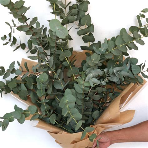 Eucalyptus leaves can have the oil extracted, and this oil has some therapeutic properties, though i don't use it myself for that. Eucalyptus Leaves| Buy Eucalyptus in Dubai UAE | Gifts