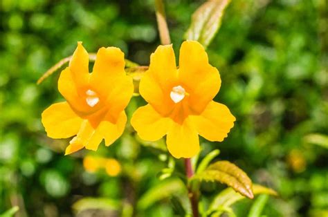 Sticky Monkey Flower Growing Tips And Interesting Facts