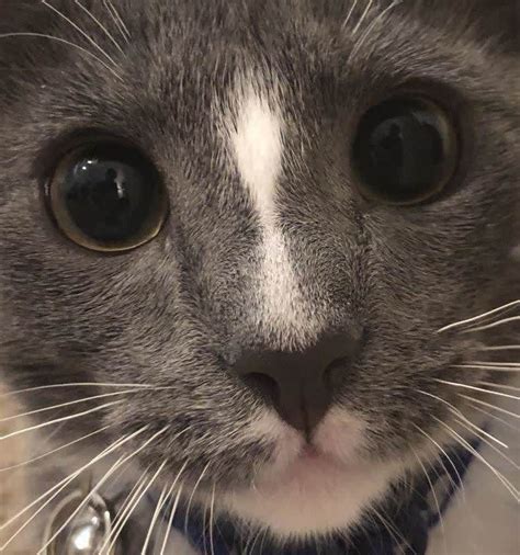 19 Cats Who Have Perfected The Look Cutesypooh Puppy Dog Eyes