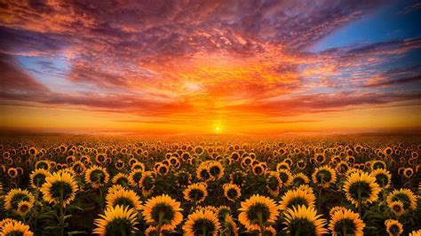 Sunset Red Sky Cloud Field With Sunflower Hd Desktop Wallpaper For Mobile