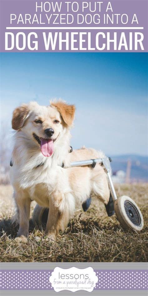How To Put A Paralyzed Dog Into A Dog Wheelchair Dog Wheelchair