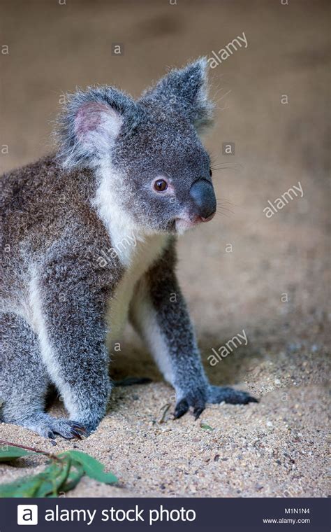 Koala Resting In Sand With A Few Gum Leaves Visible It Is Showing Its
