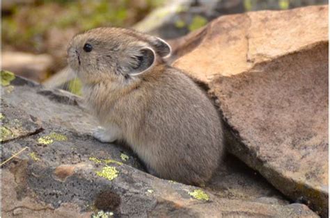 American Pika Disappears From Large Area Of Californias Sierra Nevada