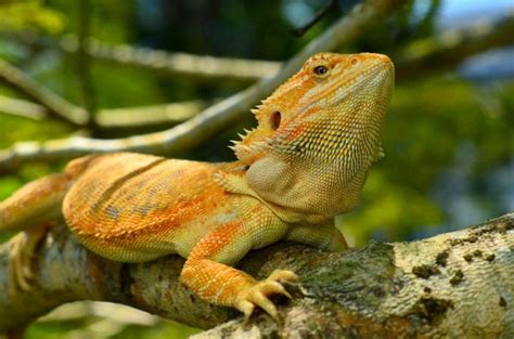 How Much Are Bearded Dragons At Petsmart What You Need To Know Pet