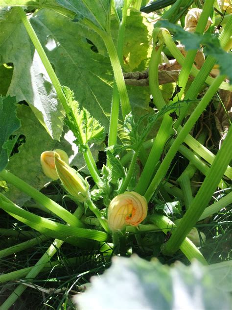 Beignets de fleurs de courge