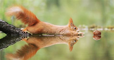 photos amusantes danimaux sauvages par un photographe autrichien primé Photos animaux