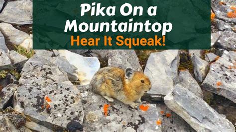 Pika Chirping On A Mountaintop North American Rock Pika Backcountry