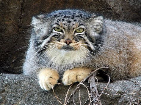 Manul, an adorable cat living in central asia, threatened by habitat degradation and download wallpapers manul, 4k, fluffy cat, winter, pallass cat, pets, cats. Pallas Cat Photos
