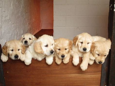 Below is a sample search of our golden retriever breeders with puppies for sale. golden Retriever puppies Offer malta €1