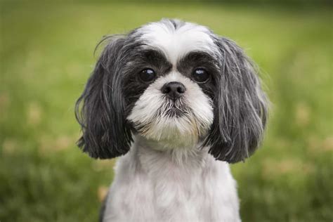Fat Shih Tzu How To Help Your Pet To Get Back On Track