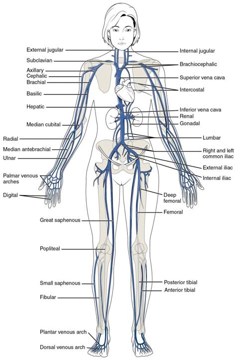 Artries, veins and lymphatics by shady negm 2112 views. This Diagram Shows The Major Veins In The Human Body ...