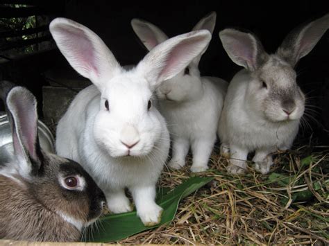 Cinco Continentes Cinco Mundos Diferentes Conejo ComÚn En Australia