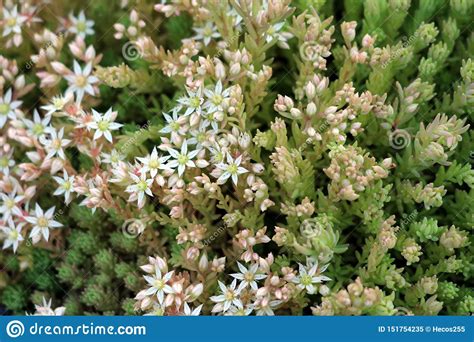 Several hardy ground cover plants thrive in areas with full sun. Sedum Or Stonecrop Hardy Succulent Ground Cover Perennial ...