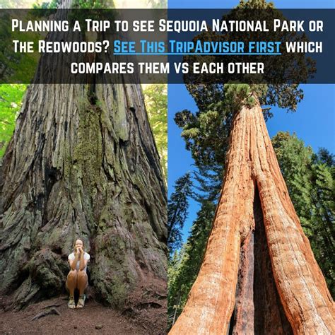 Redwoods Vs Sequoia Which Park Should You Visit