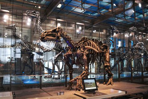 It is not my property and i am using it under fair use! Iguanodon bernissartensis | Museum of Natural Sciences ...