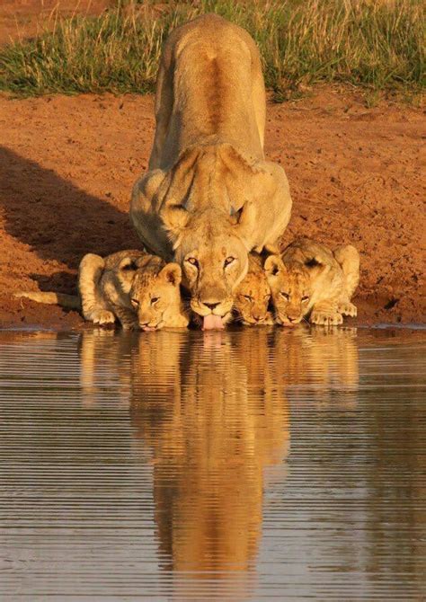 Lioness And Cubs Wild Animals Pictures Cute Animals Baby Animals