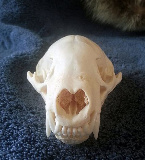 American Badger Skull 2 Front By Craniatescloset On Deviantart