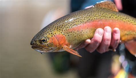 Alibaba.com offers 2,245 rainbow trout products. Golden Rainbow Trout Fishing