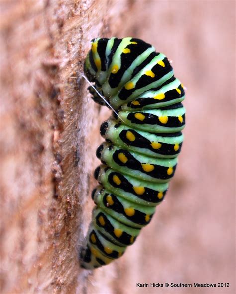 A Close Look At The Black Swallowtail Caterpillar