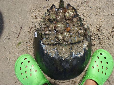 How do hermit crabs make babies? Horseshoe Crabs | Nantucket Field Station