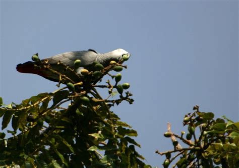 African Grey Parrots On Bulago Island Lake Victoria Uganda © Sherry