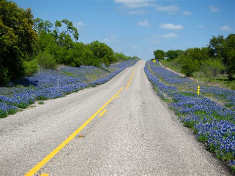 Where To See Springs Best Wildflowers In Central Texas And Beyond