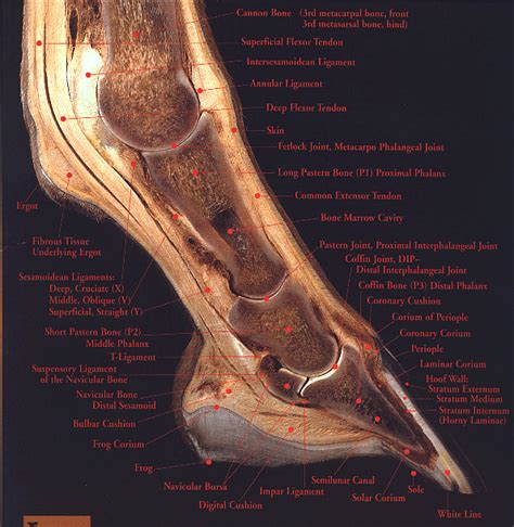 Diagram Horse Hoof Anatomy Diagram Mydiagramonline