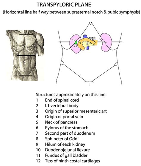 Print Anatomy Of The Arteries Of The Trunk Lecture 5 Flashcards