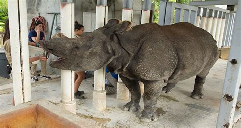 Zoo Miamis Endangered Indian Rhino Is Expecting A Baby