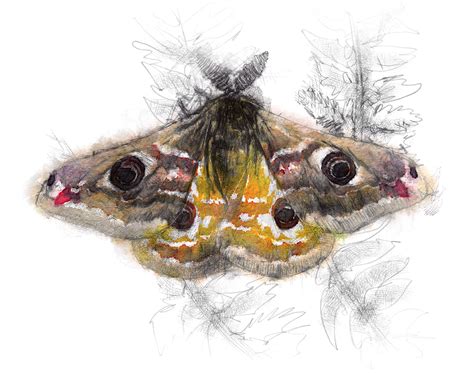 Artist Sean Briggs Producing A Sketch A Day Giant Moth Atlas Drawing