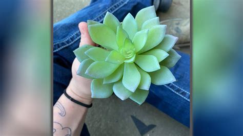 Woman Finds Out Succulent She Watered For 2 Years Is Fake Iheart