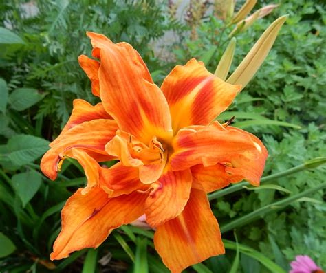 7 16 Double Orange Daylily Commonweeder