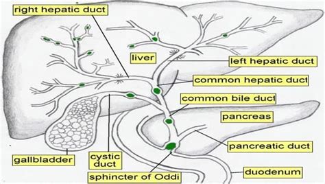 The biliary tree is composed of intrahepatic and extrahepatic bile ducts, lined by mature epithelial cells called cholangiocytes, and contains peribiliary glands deep within the duct walls. Pinterest • The world's catalog of ideas